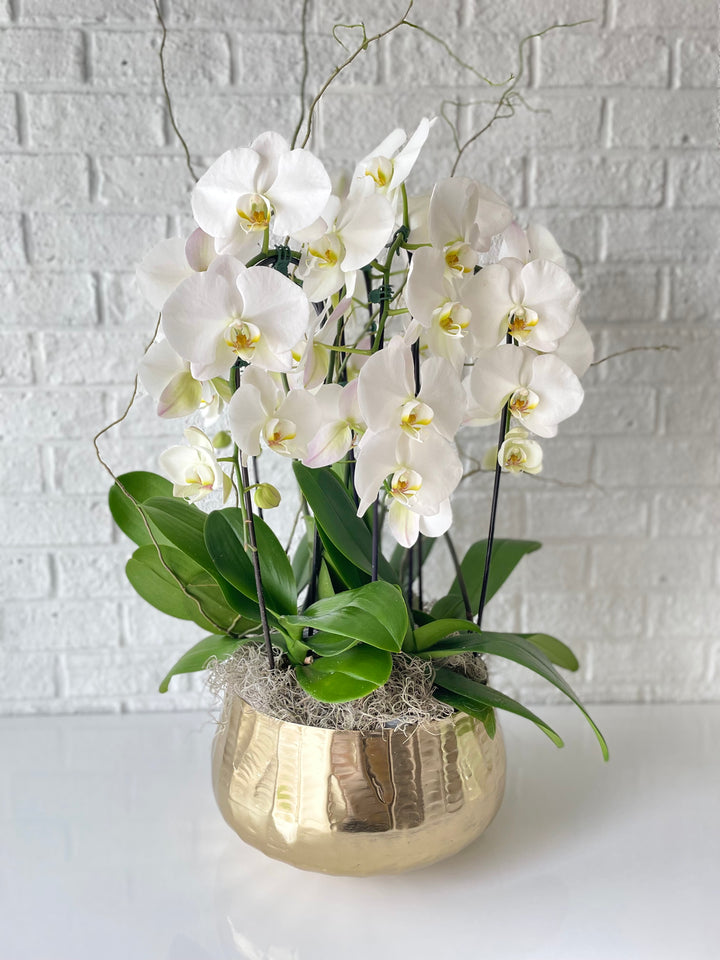 Roberi Orchid Bowl