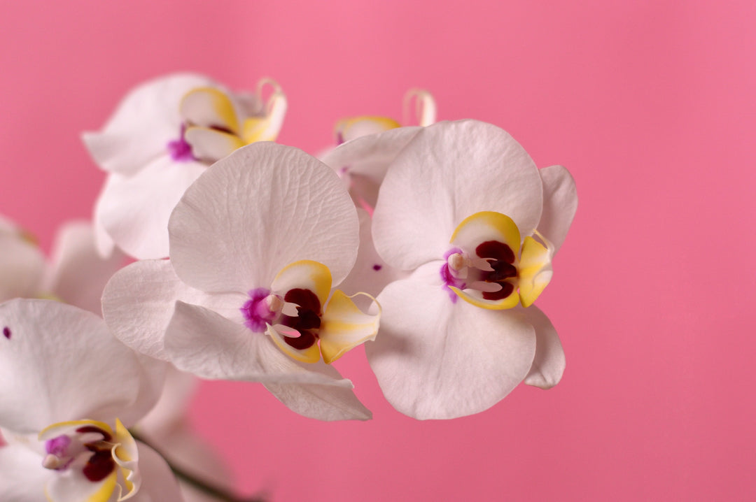 Orchids & Succulents