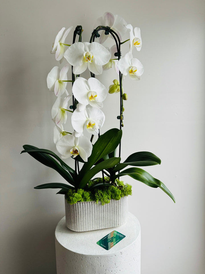 Waterfall Phalaenopsis