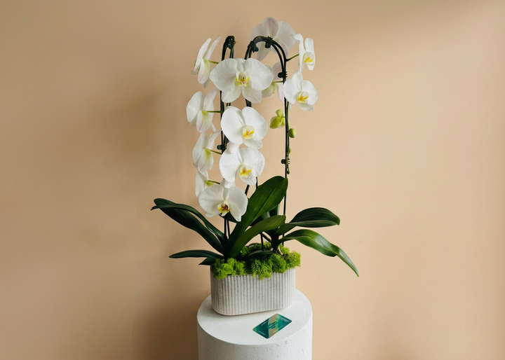 Waterfall Orchids (Double)