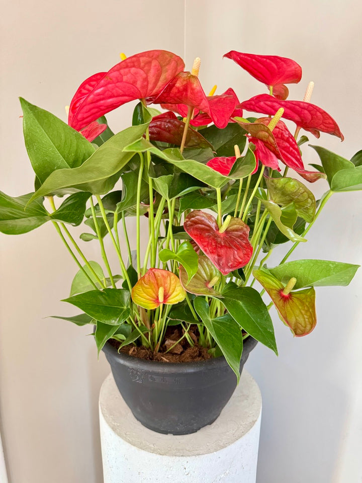 Potted Anthurium (10")