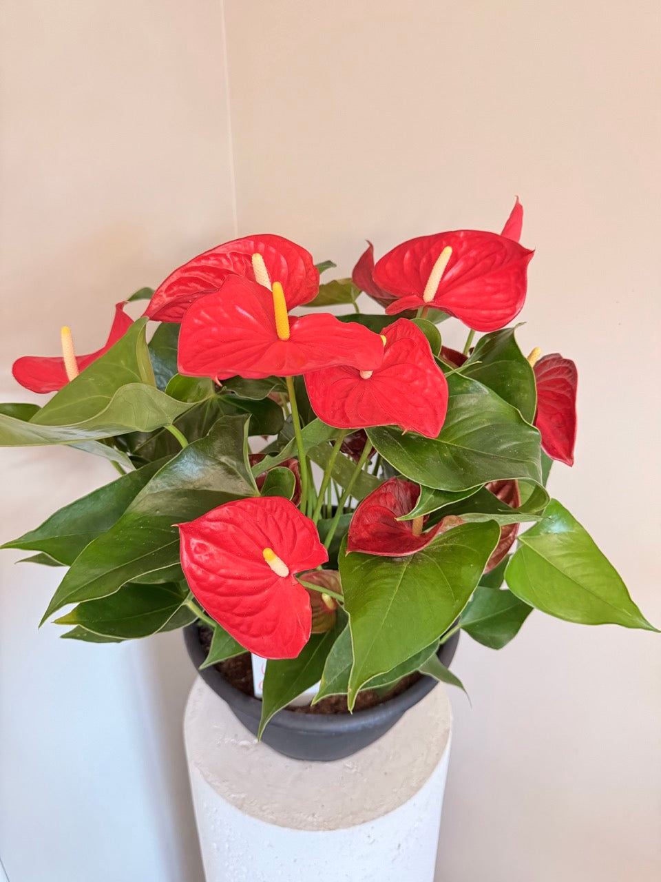 Large Potted Anthurium