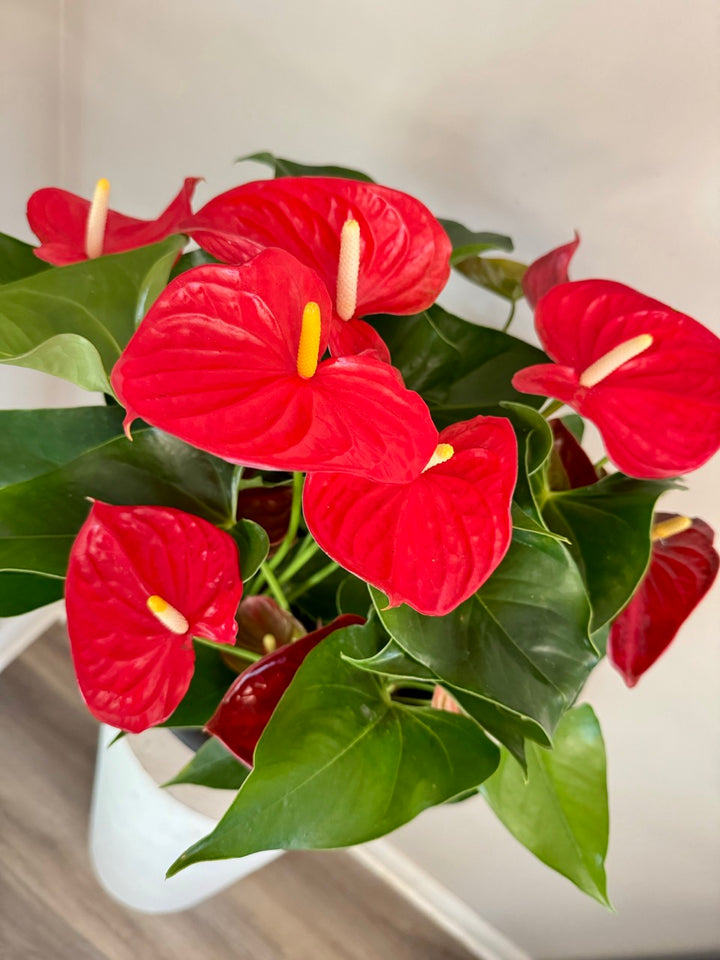 Potted Anthurium (10")