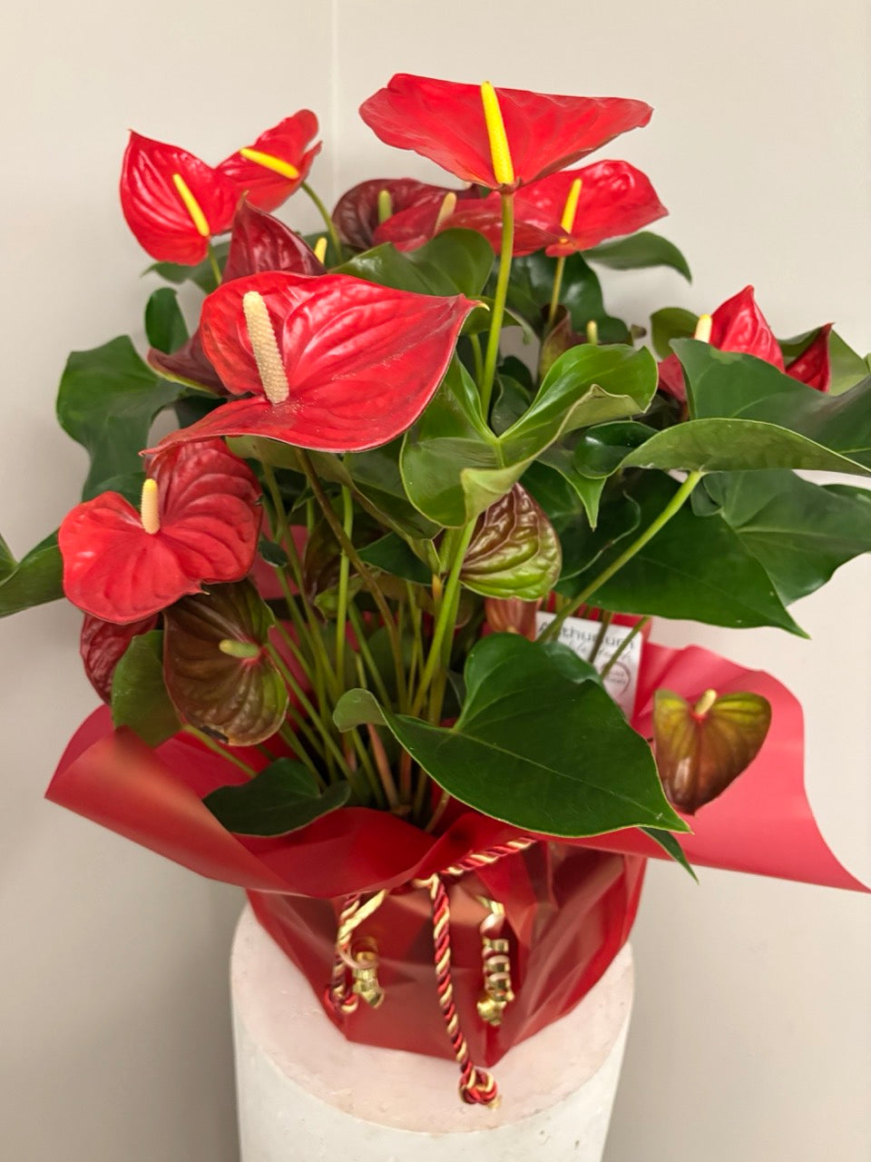 Large Potted Anthurium