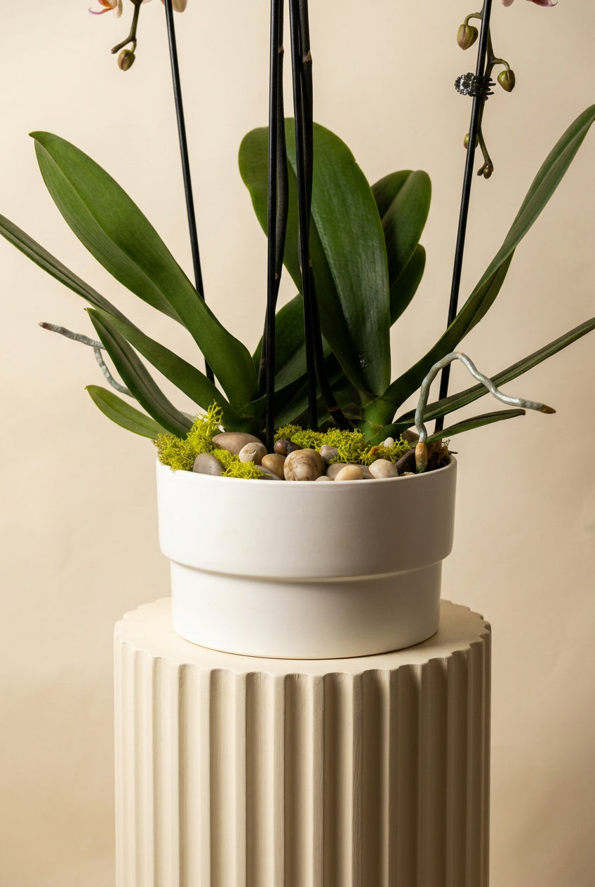 Waterfall Orchids (Double)