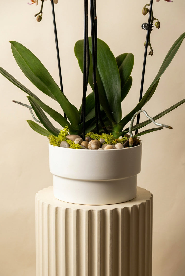 Waterfall Orchids (Double)