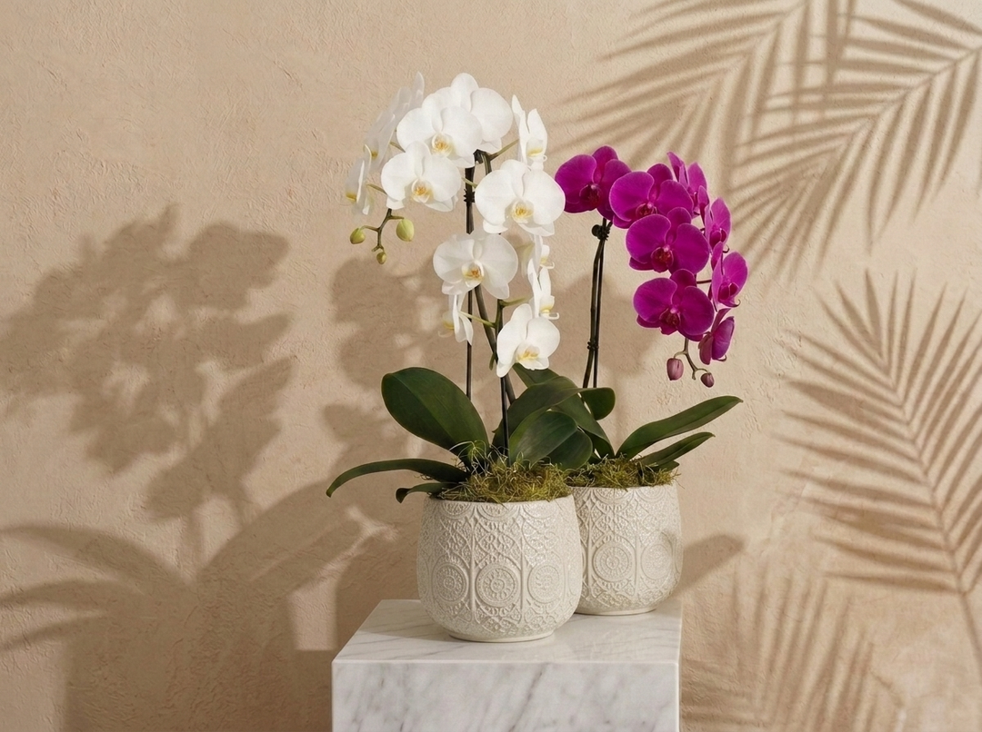 Waterfall Orchids (Single)