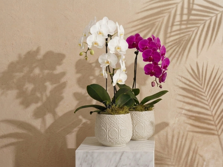 Waterfall Orchids (Single)